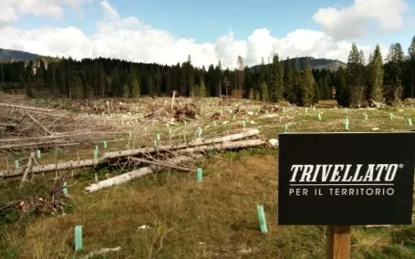 un albero trivellato per ogni auto venduta