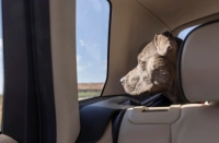 Animali in auto legge